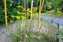 ominaeshi_250903_04