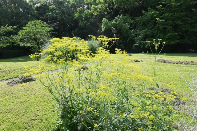 ominaeshi_260708_02