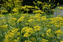 ominaeshi_hanahakkei_250730_02