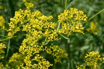 ominaeshi_hanahakkei_250730_03