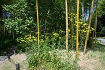 ominaeshi_nihonteien_250730_02