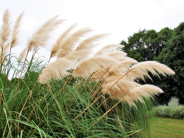 夏の花八景 万博記念公園