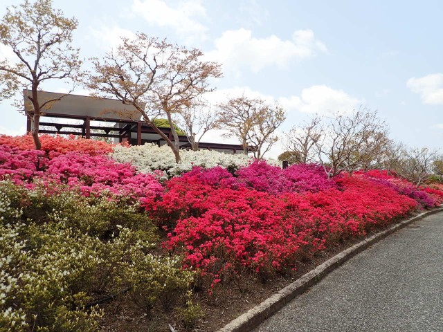 カラフルなつつじヶ丘