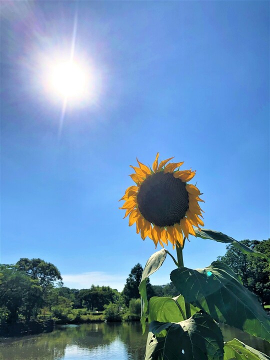 太陽と向日葵