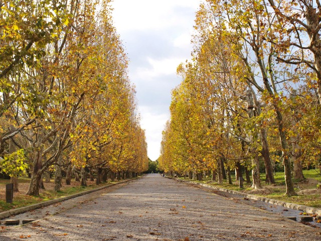 万博記念公園紅葉スポット 万博記念公園