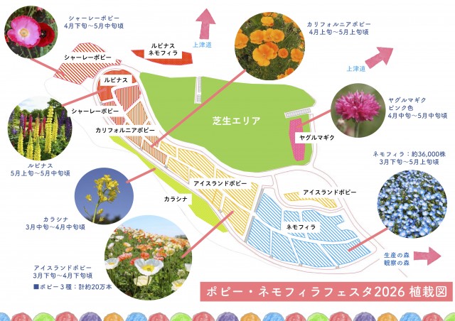 ポピー植栽図2026