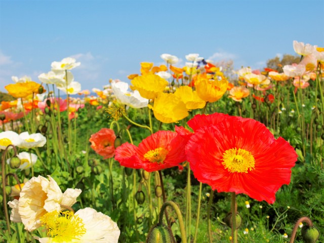 ポピー 万博記念公園