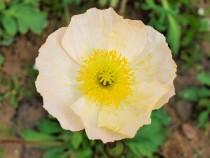 poppy_210316_03