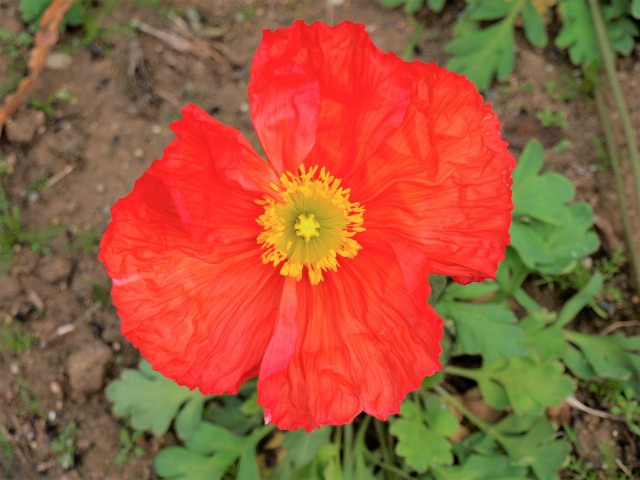 poppy_210316_04