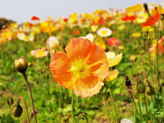 poppy_210330_02