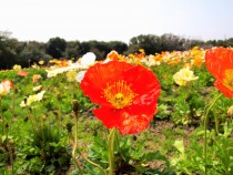 poppy_210330_03