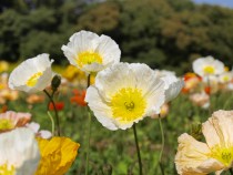 poppy_210402_02