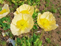 poppy_210406_02