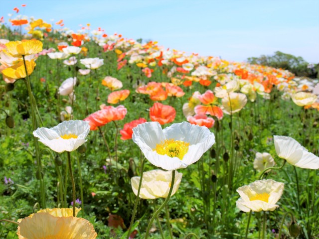 poppy_210415_04