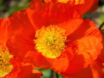 poppy_210420_02