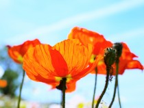 poppy_210422_03