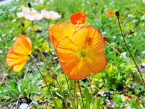 poppy_210430_03