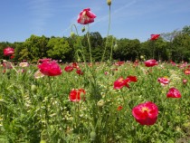 poppy_210507_02