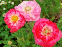 poppy_210513_02