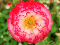 poppy_210513_03