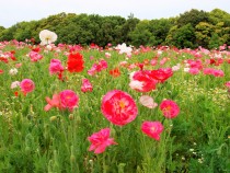 poppy_210513_05