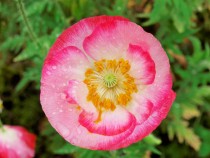 poppy_210521_02