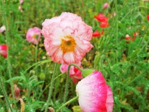 poppy_210521_03