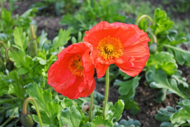 poppy_220323_01