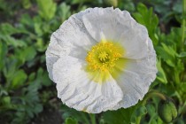 poppy_220323_02