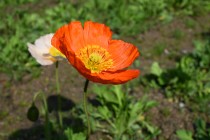 poppy_220330_02