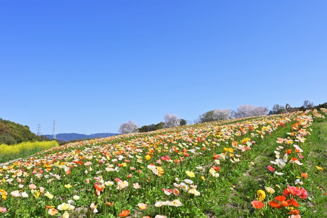 poppy_iceland_220405_01