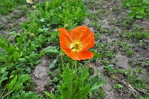 poppy_230322_02