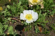 poppy_230329_03