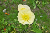 poppy_230405_03