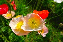 poppy_230412_02