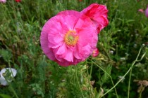 poppy_230525_03