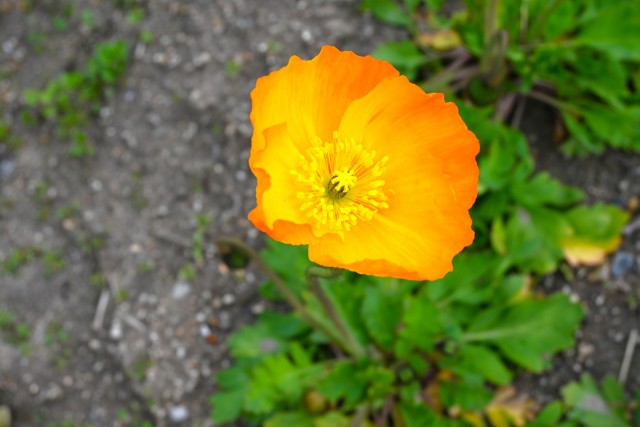 poppy_240319_01