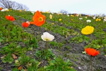 poppy_240319_02