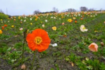 poppy_240325_02