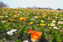 poppy_240402_02