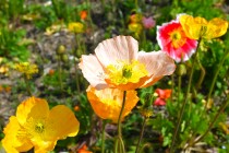 poppy_240402_03