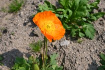 poppy_250326_02