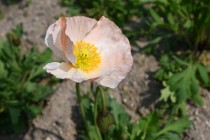 poppy_250326_03
