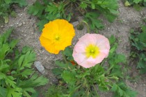 poppy_250402_02