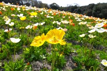 poppy_250404_02