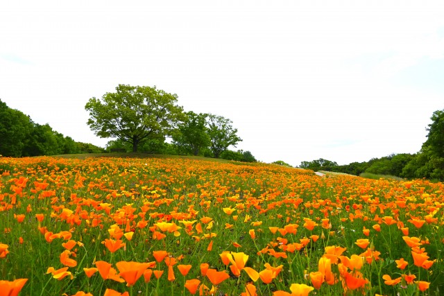 poppy_250507_01