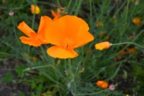 poppy_250507_02