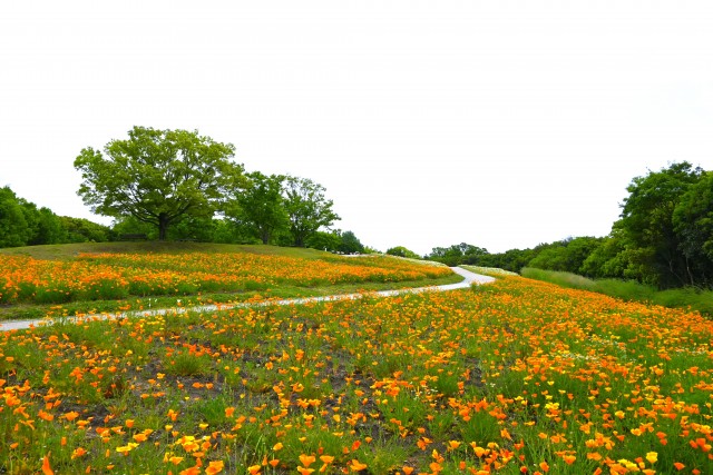 poppy_250507_03