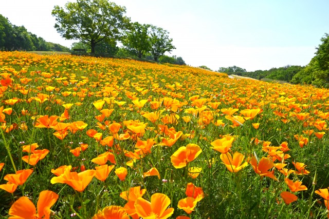 poppy_250513_01