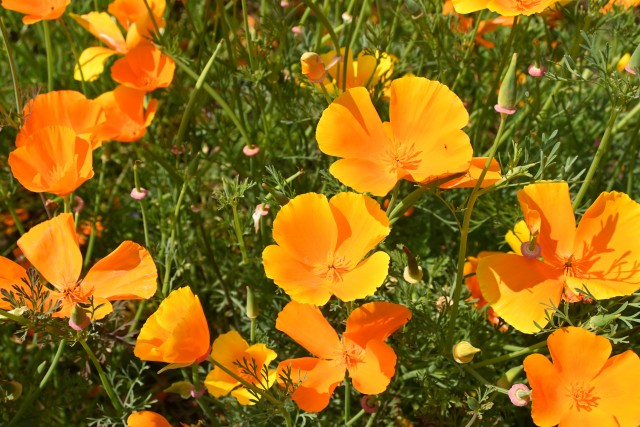 poppy_250513_02
